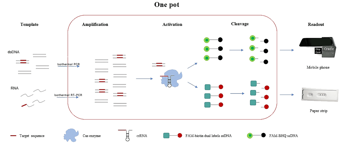 CRISPR 检测原理示意图