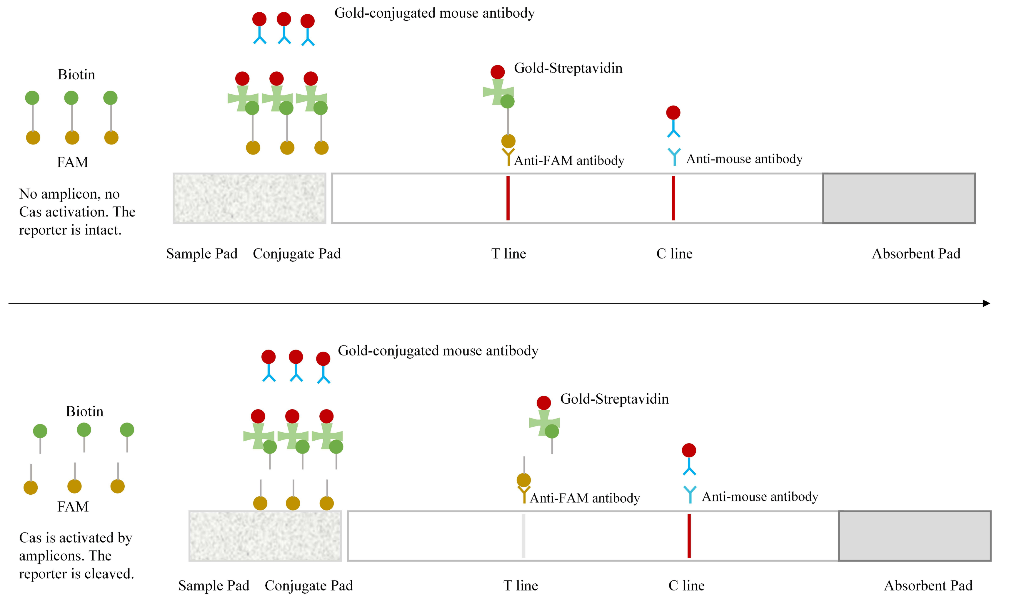 Principle diagram for CRISPR SHERLOCK line-disappearance test strips
