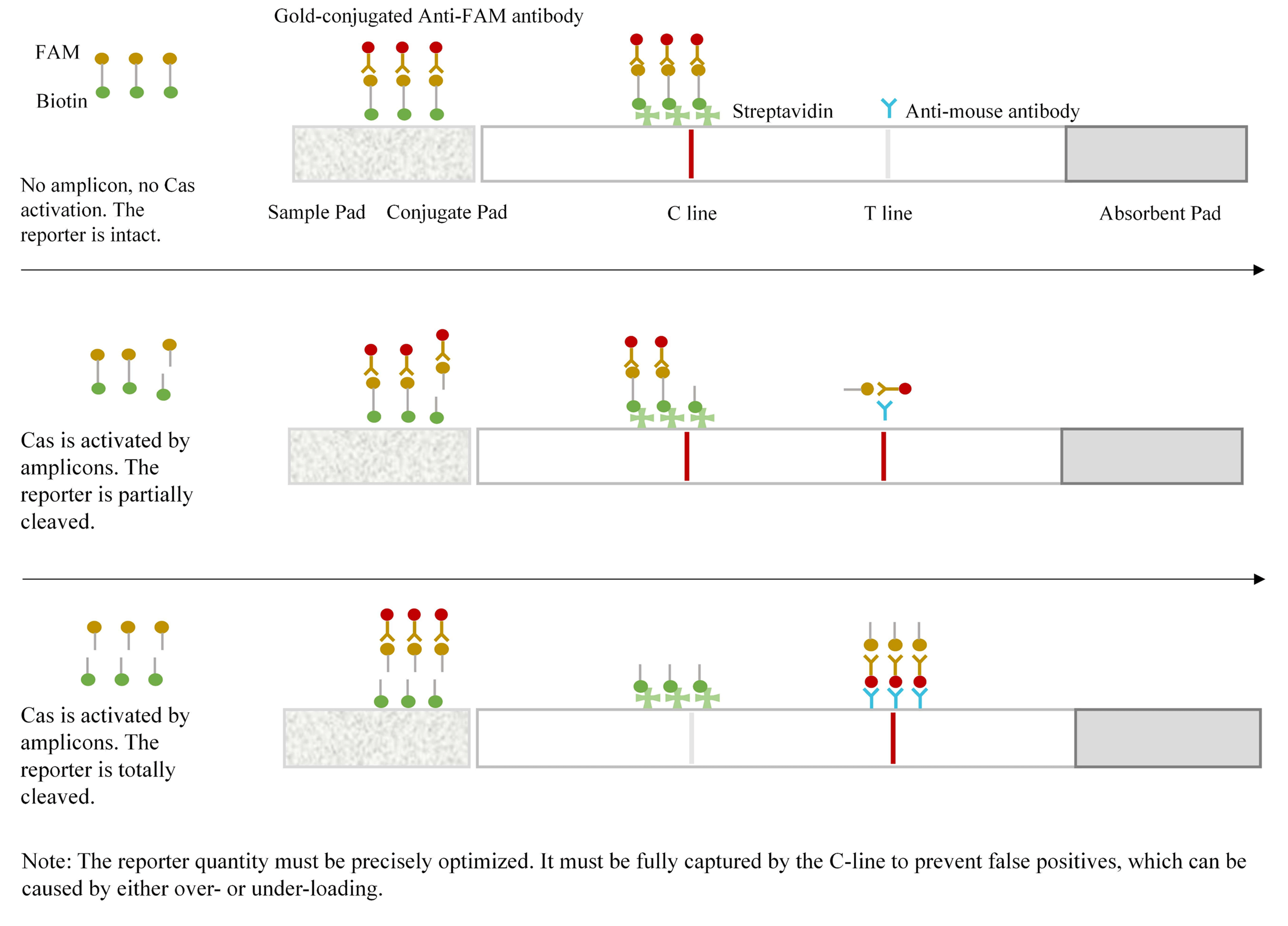 Principle diagram for CRISPR SHERLOCK nucleic acid test strips