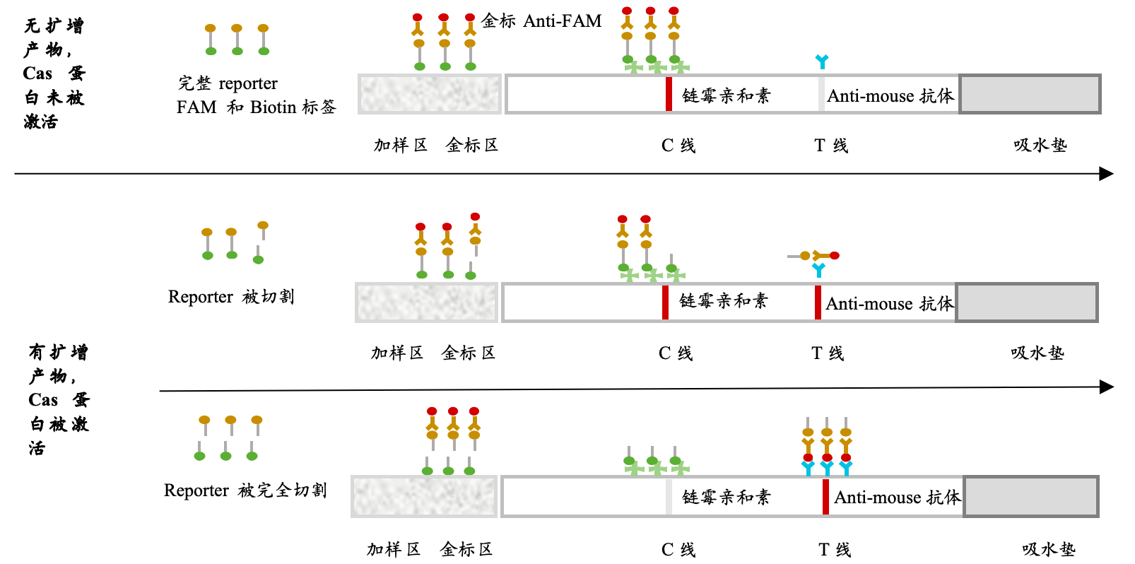 适用 CRISPR SHERLOCK 的核酸试纸条原理图