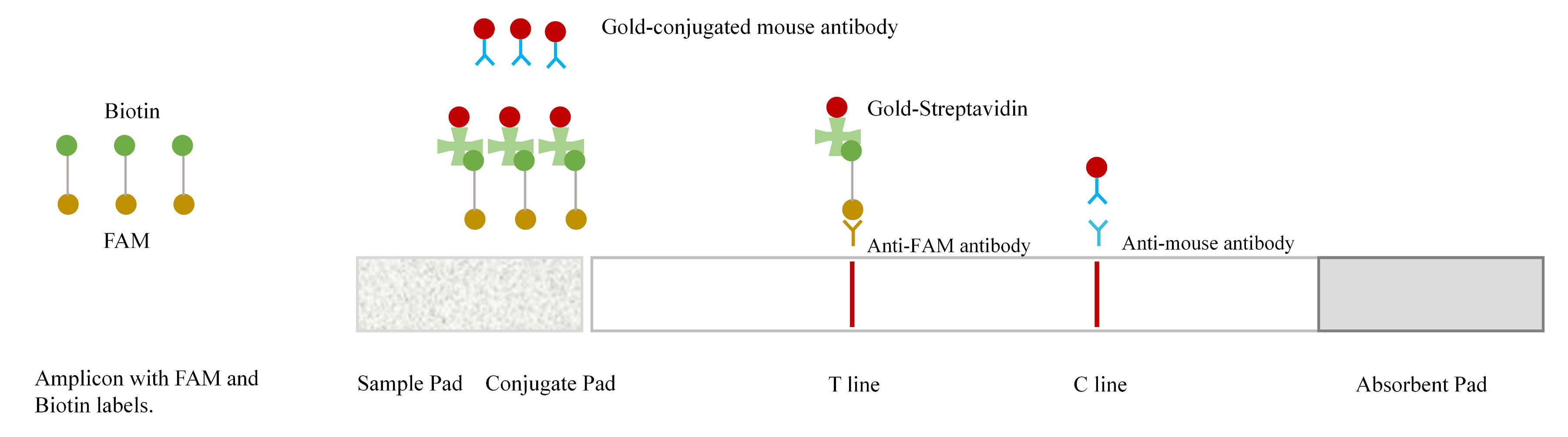 Working principle diagram for RPA or LAMP nucleic acid test strips