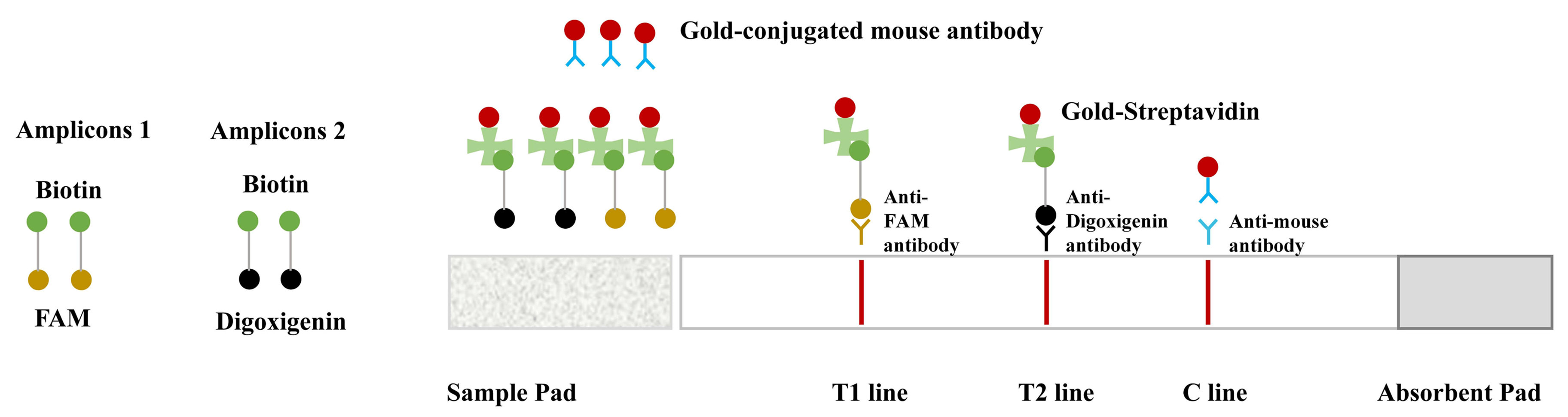 Principle diagram for duplex nucleic acid test strips