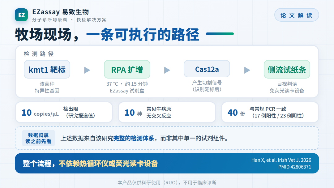 检测路径:kmt1 靶标 → RPA 扩增(37 °C,约 15 分钟)→ Cas12a → 侧流试纸条;10 copies/µL、10 种牛病原无交叉反应、40 份临床样本与常规 PCR 一致