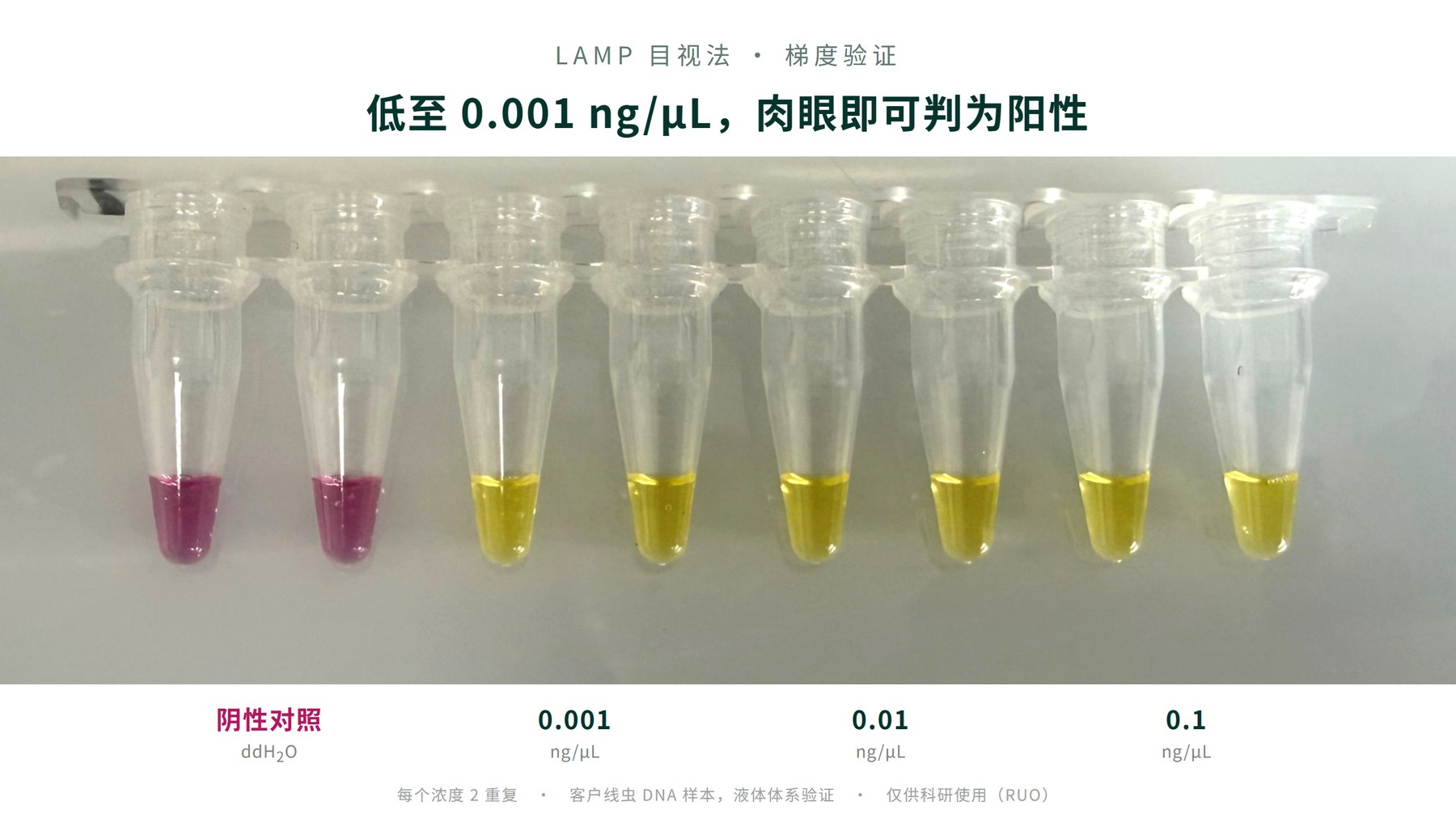 LAMP 目视法梯度判读实拍：低至 0.001 ng/μL 肉眼即可判为阳性