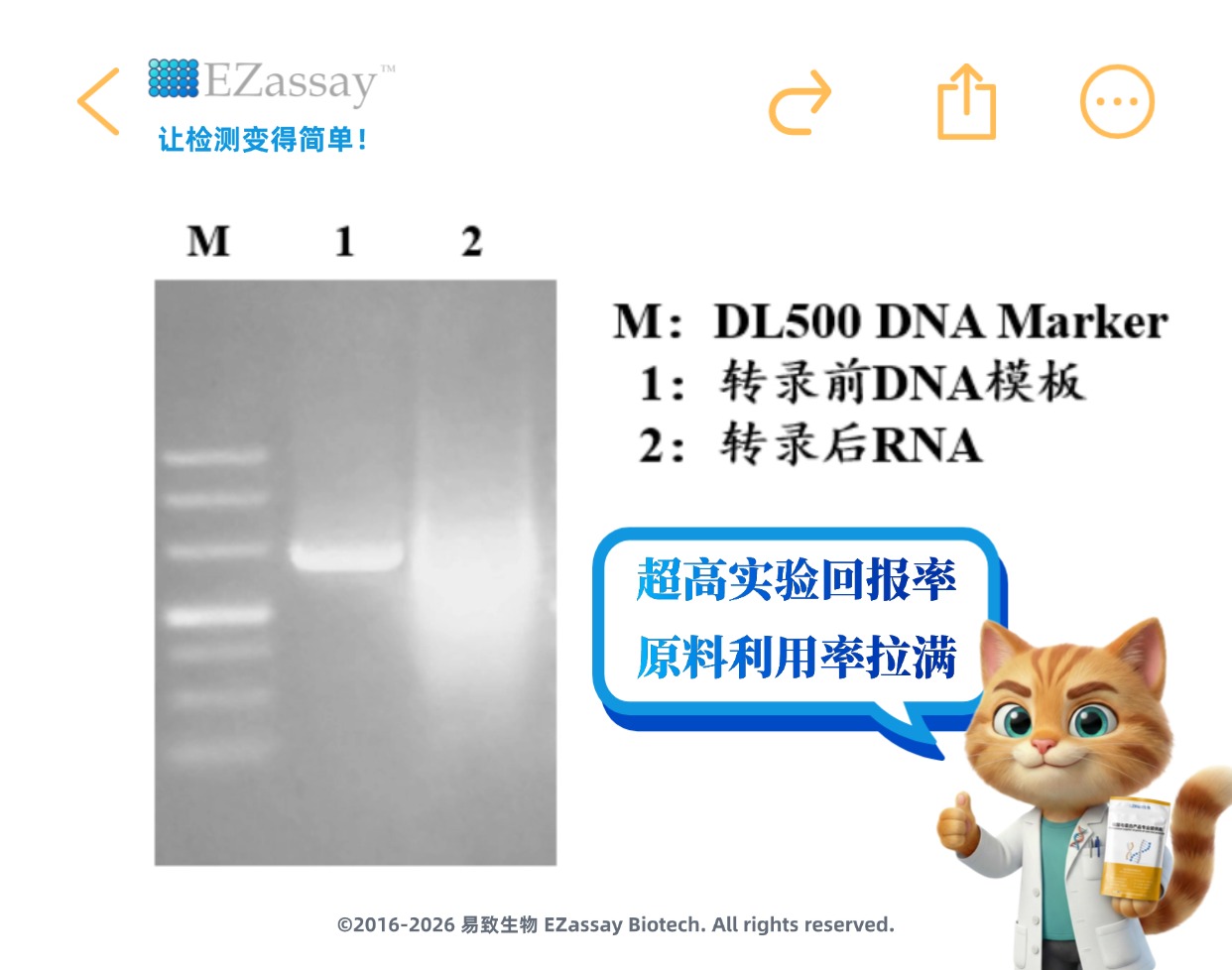 0.5 μg 模板产出百微克至毫克级 gRNA?CRISPR gRNA 自主制备方案,让实验成本大幅下降 | Latest News…