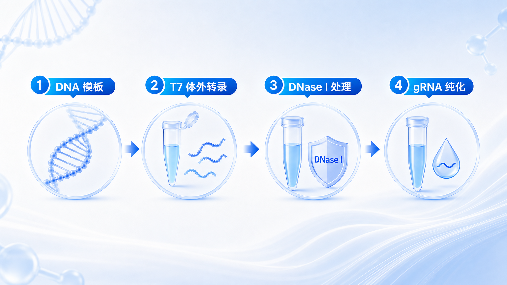 0.5 μg 模板产出百微克至毫克级 gRNA?CRISPR gRNA 自主制备方案,让实验成本大幅下降 | Latest News…